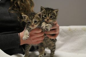 two kittens in hands