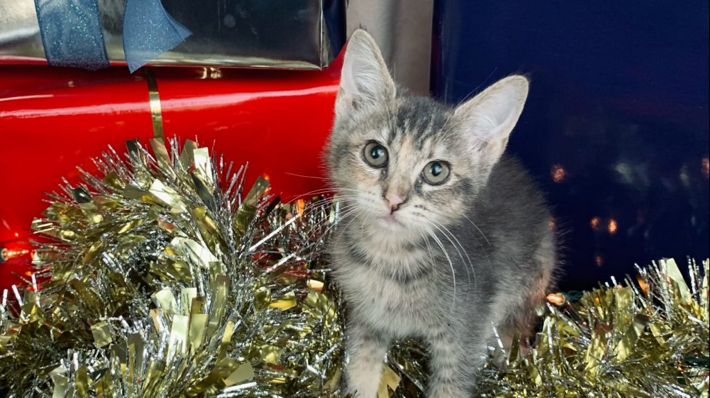 Keeping Your Kitty Safe During The Holidays