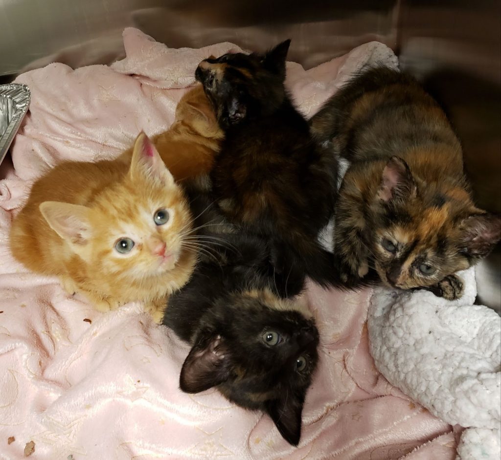 The Scoop on Kitten Season