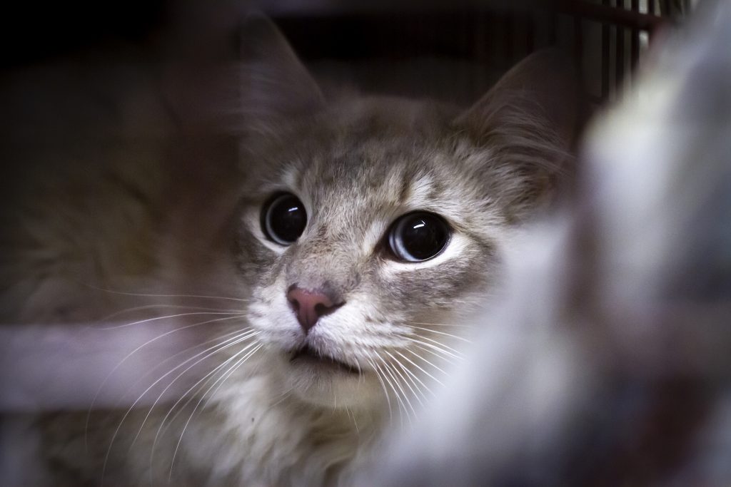 Chicagoland Humane Coalition: Joint Statement 9/1/21